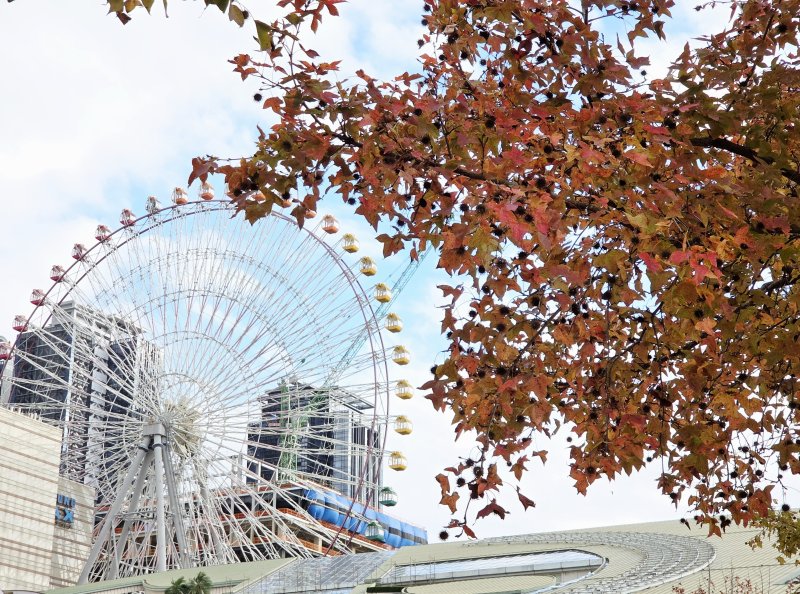 冬天裡的一把火  北市楓香染紅迎新年