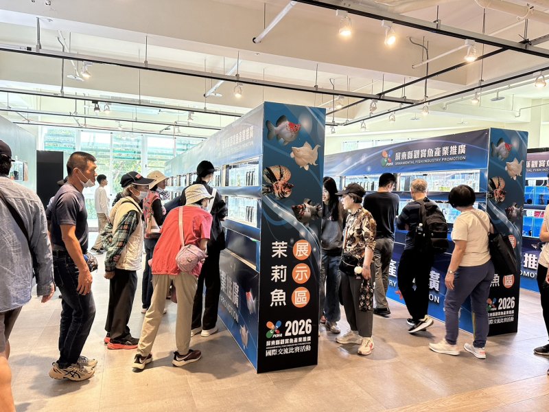 屏東農業物產館化身國際舞台 2026孔雀魚世界盃2月底繽紛競艷
