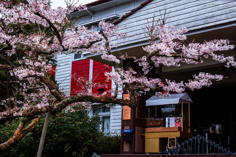 達人領路傲視全球、世界高山鐵道文化 入住私人包場「雲端之森」頂級客房，獨享沉浸式森林、櫻花盛宴五感饗宴