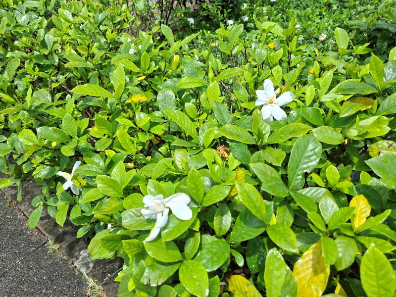 神清氣爽夏日香 圓山園區梔子花綻放無暇白