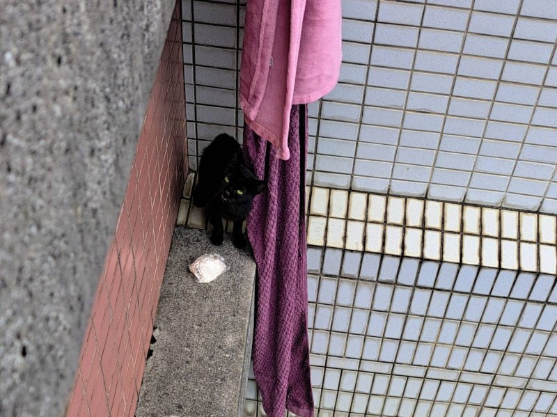 新北市政府  22樓高空受困命懸一線　新北動保處成功救援小黑貓