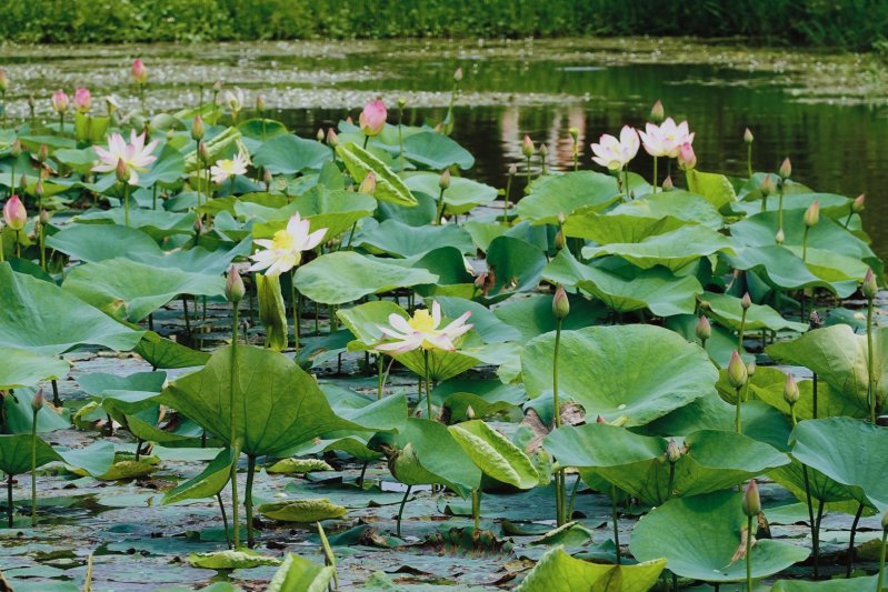 淨水與美景共舞 板橋新海荷花提早見客