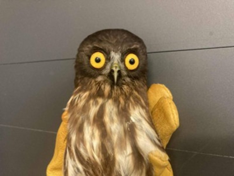 守護野鳥從窗貼做起！新北動保處推廣「5×5CM防撞原則」打造友善生態城市