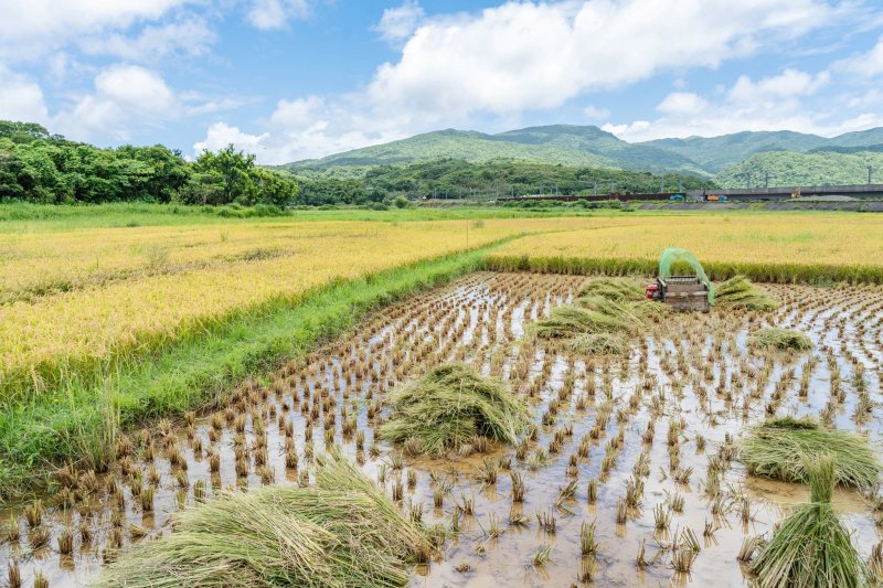 響應「2026世界候鳥日」 新北推廣友善田園 打造候鳥最佳生命補給站