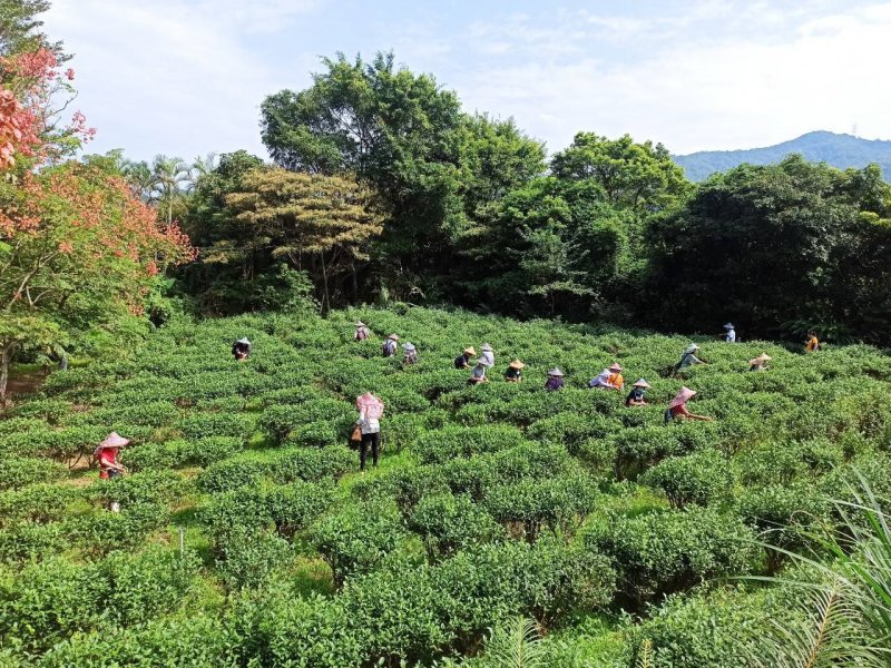 萬點螢光點茶鄉 新北文山農場螢火蟲季限時開跑