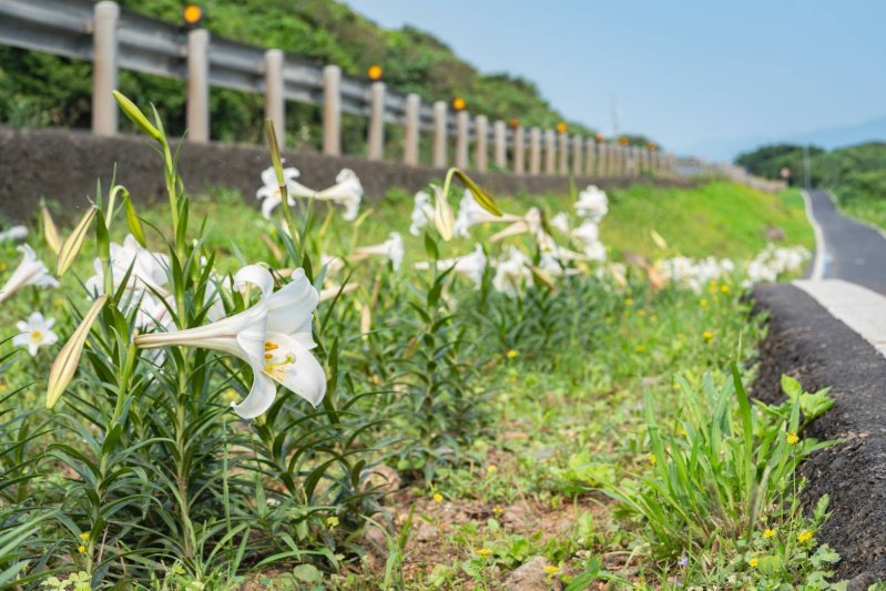 臺灣百合綻放青春山海線 新北推百合復育重現純白花海