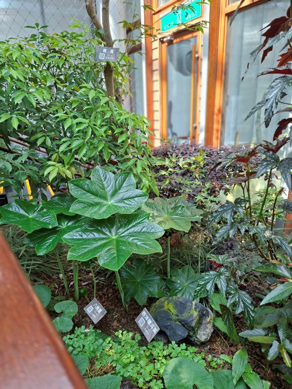 高海拔保育品種 八角蓮現身臺北典藏植物園