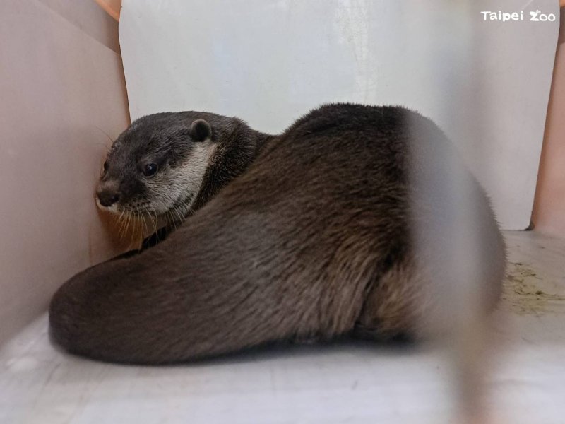 小爪水獺飛往南半球 旅居紐西蘭奧克蘭動物園