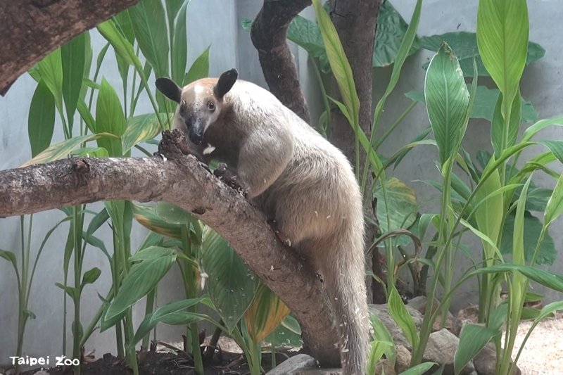 香蕉樹竟成攀爬跳板 小食蟻獸「黑妞」不假外出 動物園籲請協尋