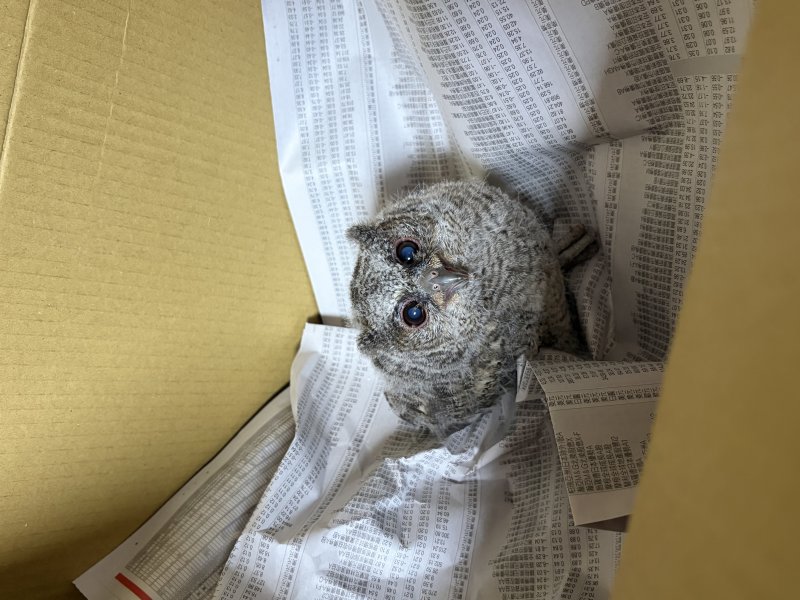 新北動保處守護生物多樣性，打造和諧共存環境