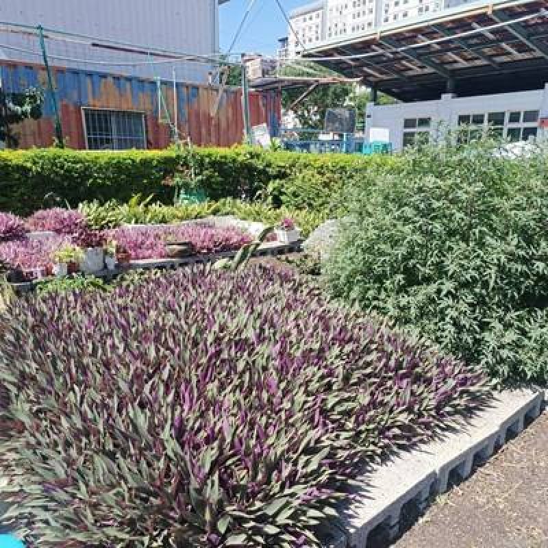 20顆廢電池換綠意！台中南屯清潔隊6/5推植栽DIY 響應世界環境日