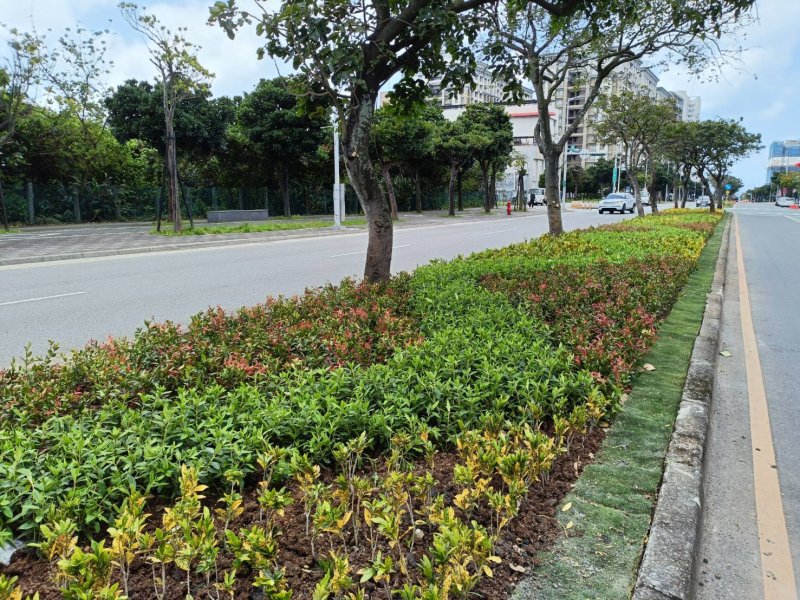 淡水新市二路分隔島萬株植栽織造繽紛綠廊，迎接淡江大橋新時代！