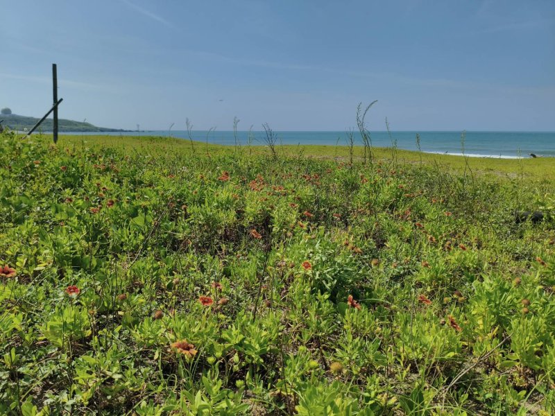 海景配花海太療癒　石門天人菊迎夏綻放