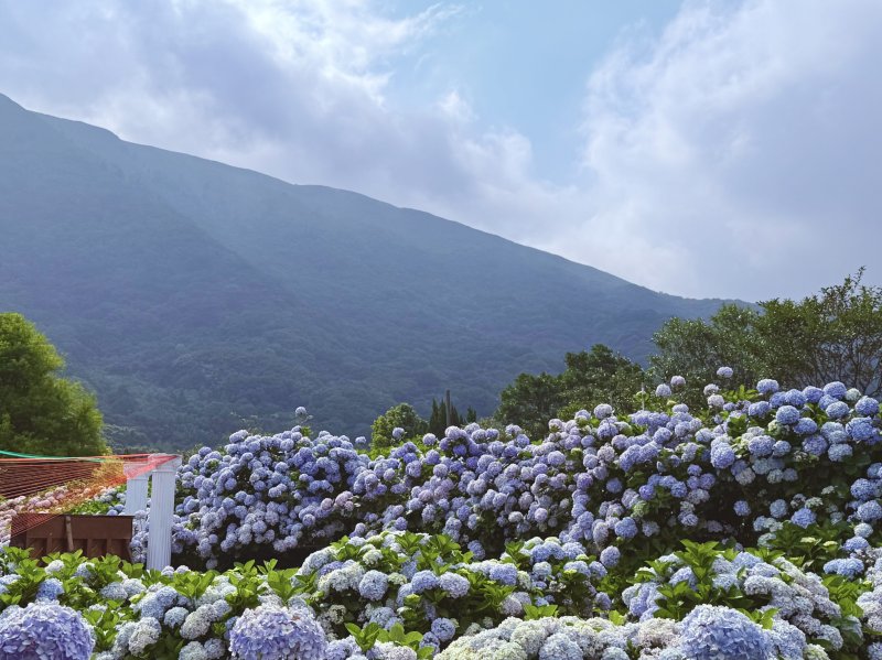 竹子湖「花田樂章」上山賞繡球