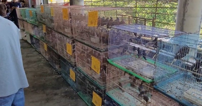 放生不等於護生 新北動保處查獲違法放生鳥類重罰15萬