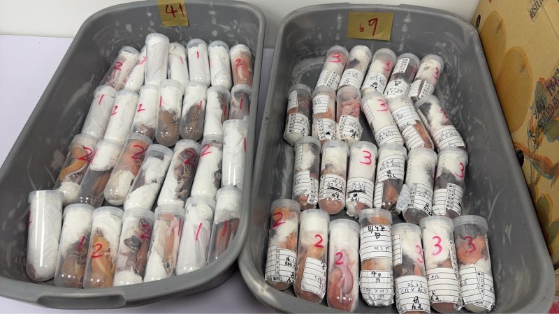 高雄關於金門港旅運中心查獲旅客匿藏夾帶活體動物闖關