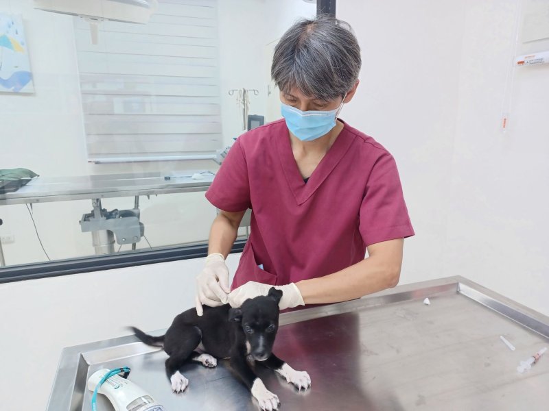 2個月大幼犬誤墜深溝驚魂記，新北動保處動保員垂梯救援