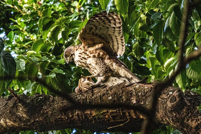 鳳頭蒼鷹認證 榮星花園繳出大自然成績單