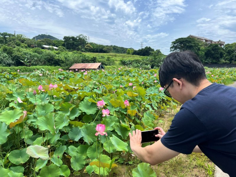 盛夏水水田莊蓮花開 金山六三社區賞花趣