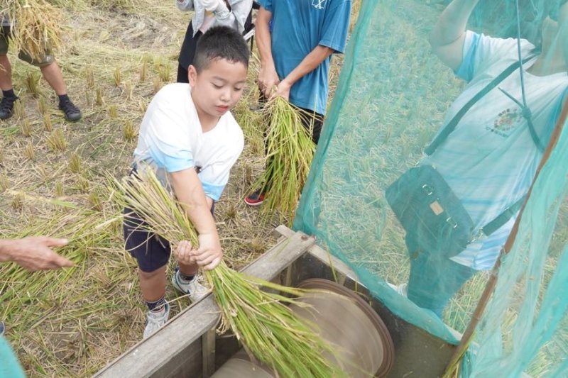 百人迎秋收　雙溪黃金稻田慶豐年