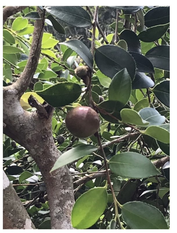 呂國輝專欄|一瓶苦茶油，串起教育初心、土地永續與生態奇蹟