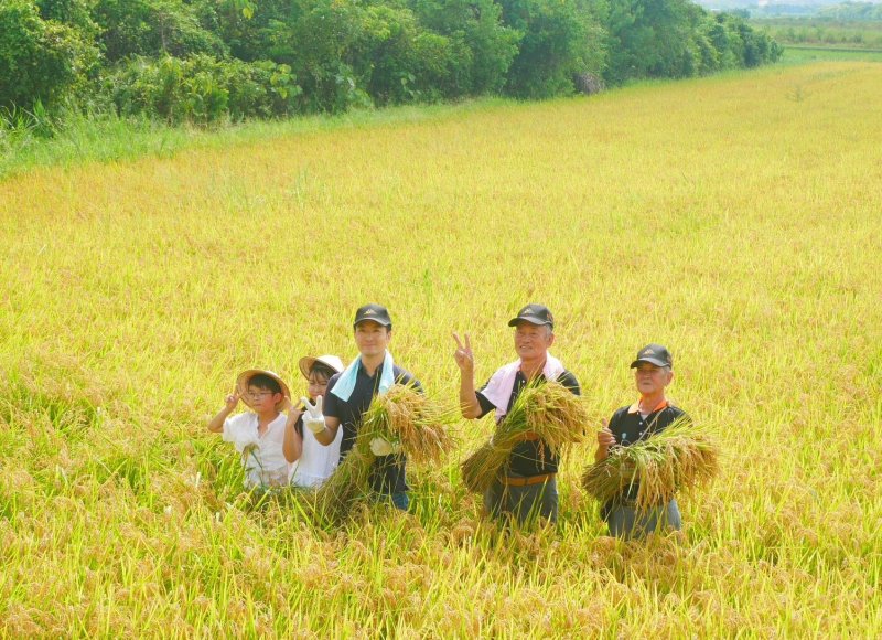 把夏天，留在稻香裡！ 「北投水稻季」體驗北投稻田風情