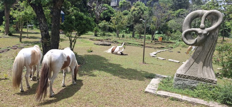 七旬老農守護亡妹遺愛4匹小馬　新北動保處訪視防疫護健康