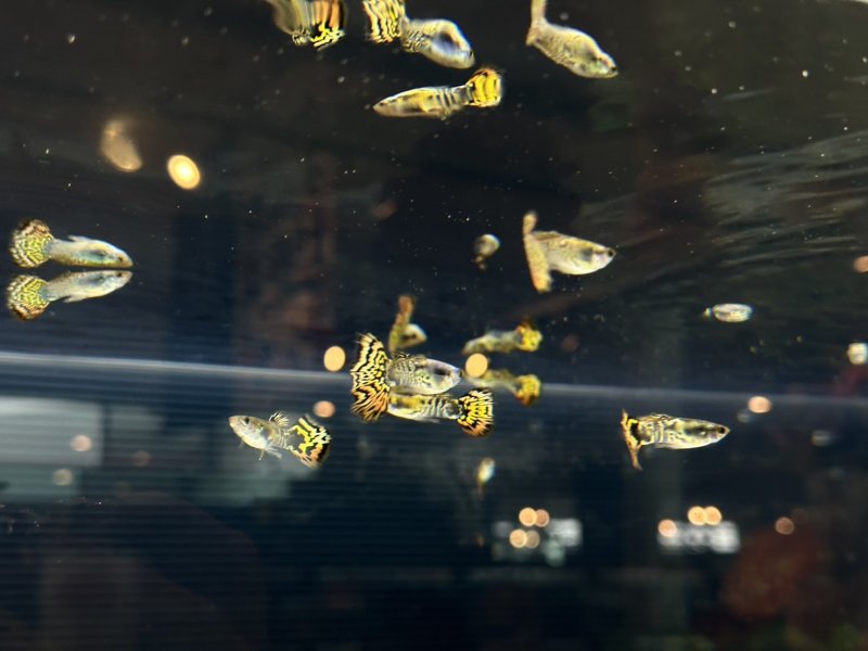 國際觀賞魚競賽規範，從品種標準、外觀美感、泳姿動態到整體活力進行嚴謹評分。 圖/主辦單位 資料照