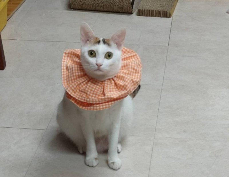 優質與安全的飼養生活環境、定期除蚤 優質與安全的飼養生活環境、定期除蚤