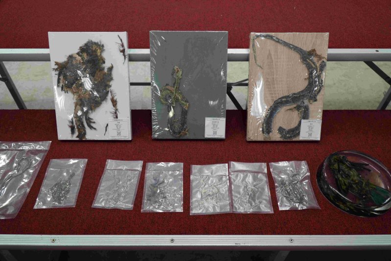 動物標本展示