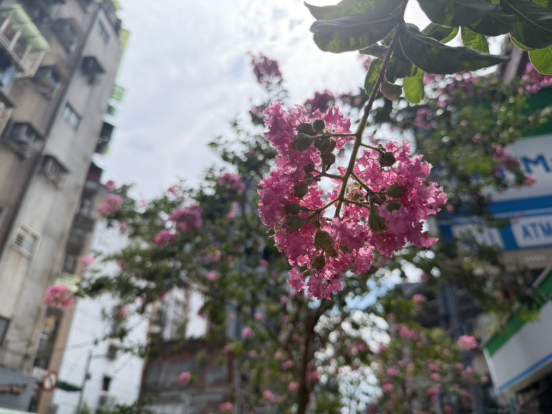 貴陽街桃粉色紫薇風情形塑浪漫 貴陽街桃粉色紫薇風情形塑浪漫