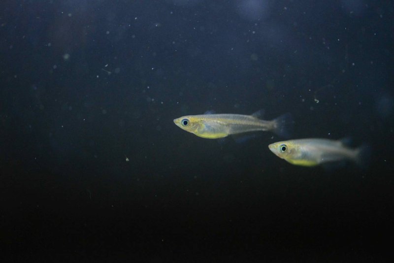 瀕危原生魚類「噶瑪蘭青鱂」