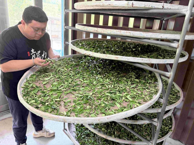青農黃耀寬製茶仔細確認茶葉萎凋狀況，是製作好茶的關鍵