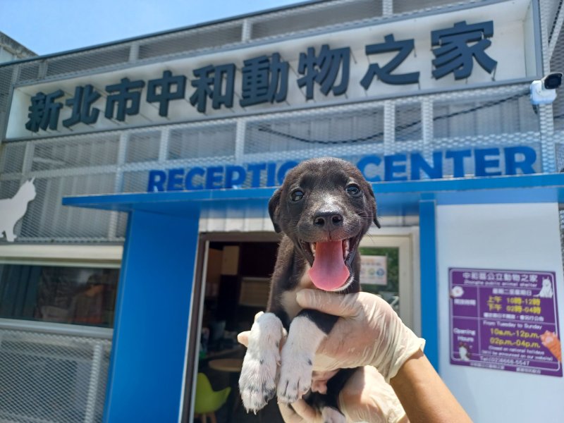 這隻幸運脫困的小黑狗目前已完成基礎醫療照護，於中和動物之家等待屬於牠的幸福家庭