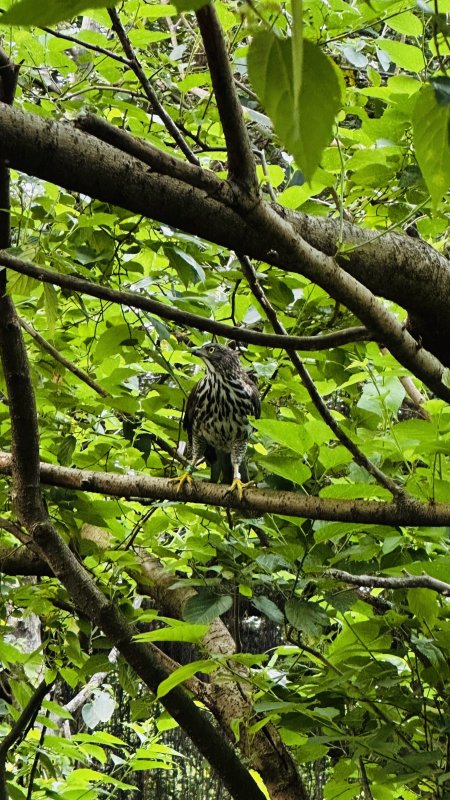  樹冠間一道身影掠空而過鳳頭蒼鷹悄然現身榮星花園公園
