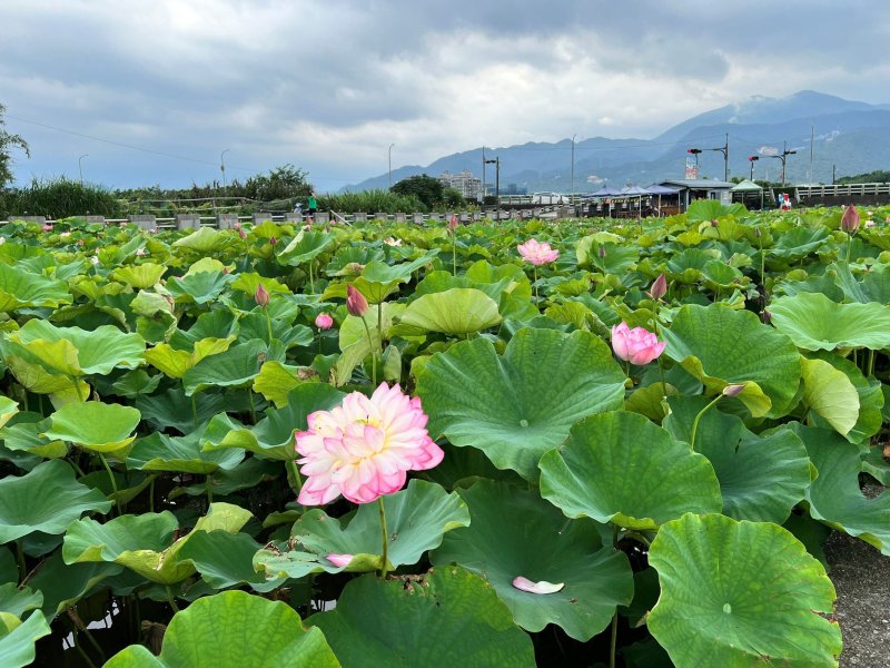 金山六山社區蓮花田