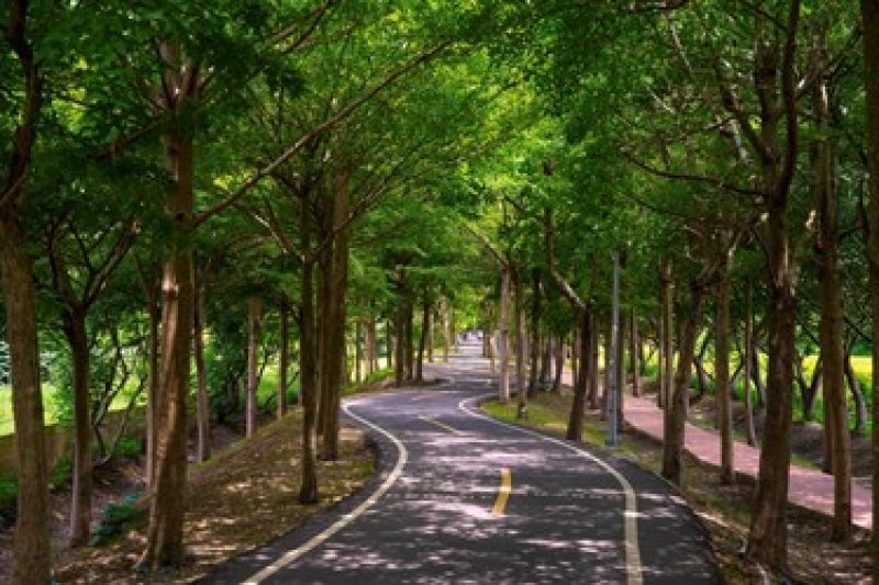 潭雅神綠園道途經多段S型彎道 兩旁濃密植栽、綠樹成蔭
