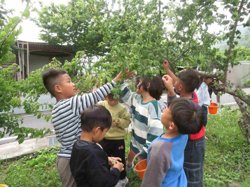 南投縣信義鄉羅娜國小附幼結合食農教育,從接觸作物中學習族群語言與智慧 南投縣信義鄉羅娜國小附幼結合食農教育,從接觸作物中學習族群語言與智慧